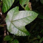 Macaranga triloba Leaf