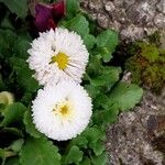 Bellis rotundifolia Flower