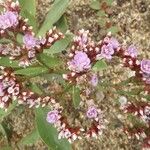 Limonium auriculiursifolium Други