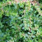 Pilea microphylla Leaf