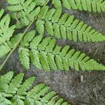 Dryopteris expansa List