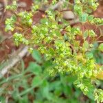 Euphorbia hyssopifolia Frucht