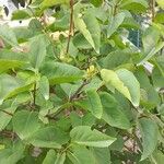 Syringa reticulata Leaf