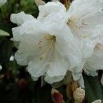 Rhododendron decorum Flor