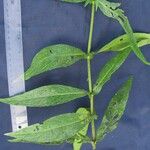 Polyanthina nemorosa Other