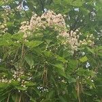 Catalpa ovata Квітка