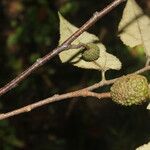 Guazuma ulmifolia Fruit