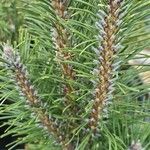 Pinus nigra पत्ता