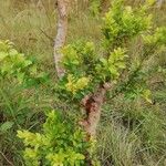 Hymenocardia acida Leaf