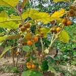 Solanum quitoense Blodyn