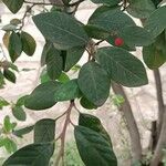 Cotoneaster pannosus Leaf