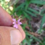Cuphea ericoides Flor