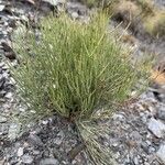 Limonium insigne Hoja