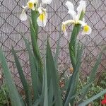 Iris orientalis Mill.Floare