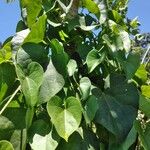 Tinospora cordifolia Folha