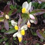 Polygala chamaebuxus Habitus