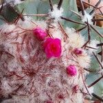 Melocactus matanzanus Blüte