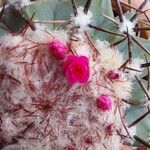 Melocactus matanzanus Květ