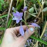 Hosta lancifolia Flower