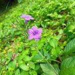 Ruellia ciliatiflora Flower