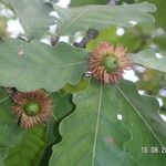 Quercus dentata Fruit