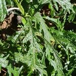 Senecio pterophorus Leaf