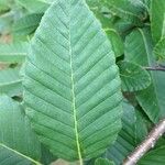 Nothofagus alpina Hoja