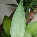 Agave guiengola Blad