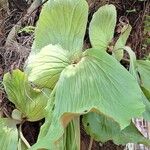 Platycerium elephantotis Leaf