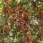 Searsia lancea Frucht