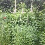 Veronicastrum virginicum Blatt