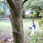 Coprosma repens 樹皮