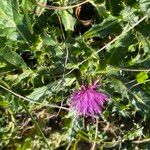 Cirsium acaule Blüte