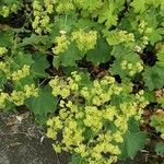 Alchemilla mollis Pokrój