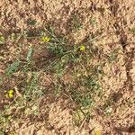 Hippocrepis scorpioides Yeri