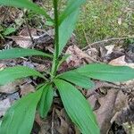 Chamaelirium luteum Foglia