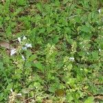 Salvia lyrata Flors