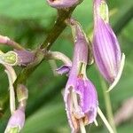 Hosta sieboldii