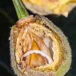 Tilia platyphyllos Fruit