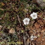 Iberis procumbens Habitat