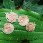 Hymenocardia ulmoides Fruto