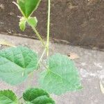 Sida cordata Frunză