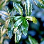 Berberis julianae 叶