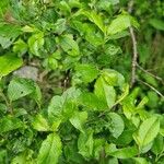 Salix myrsinifolia Leaf