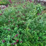 Salvia microphylla Costuma