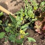 Solanum pimpinellifolium Plod