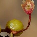 Bulbophyllum keekee Fruit