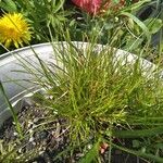 Isolepis cernua Ліст