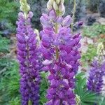 Lupinus × regalis Fiore