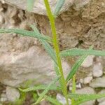 Lithospermum cobrense Levél